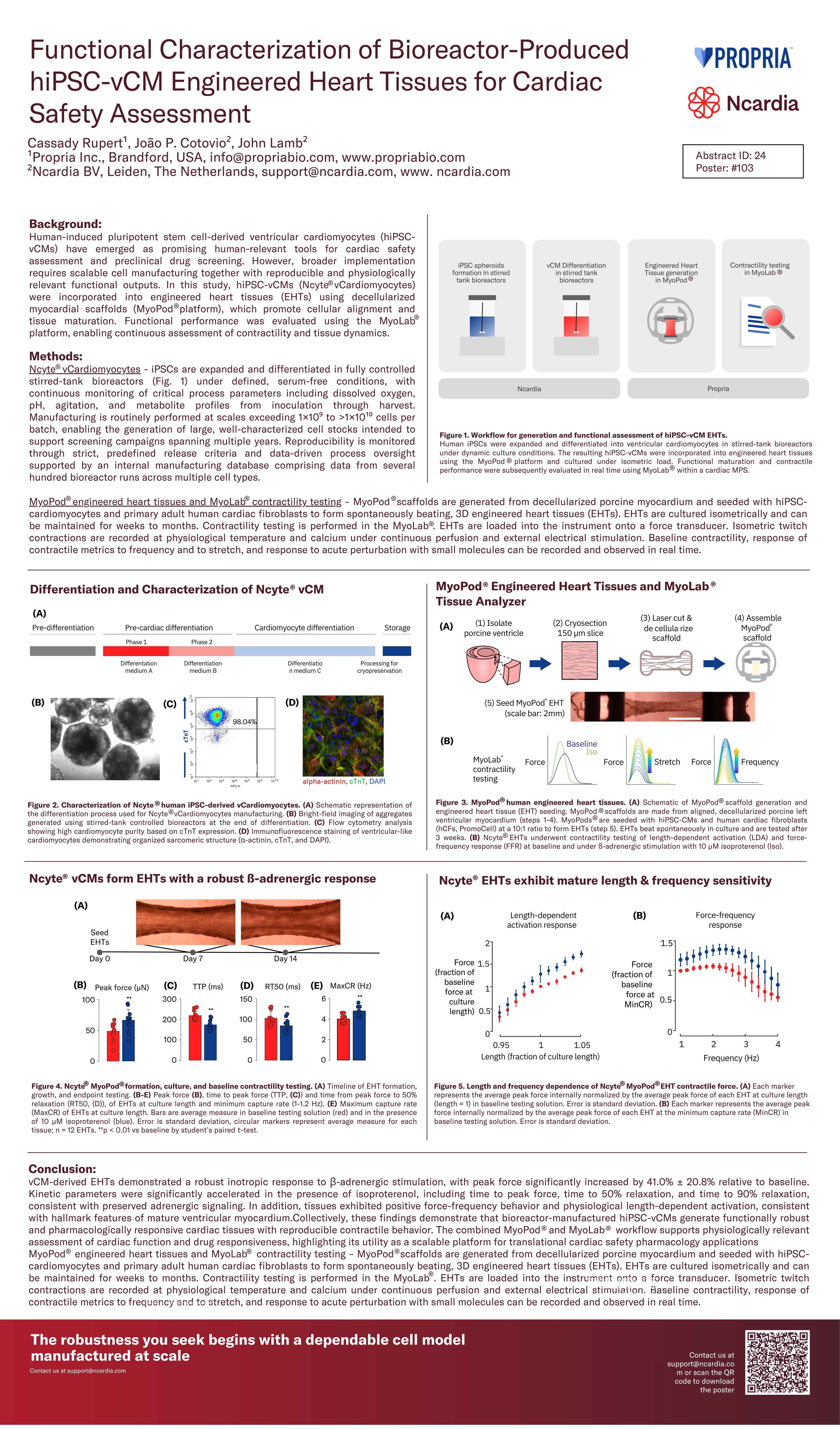 Engineered heart tissues for cardiac safety assessment